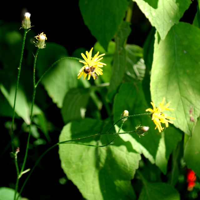 Eingeschmuggelte Nachblüte