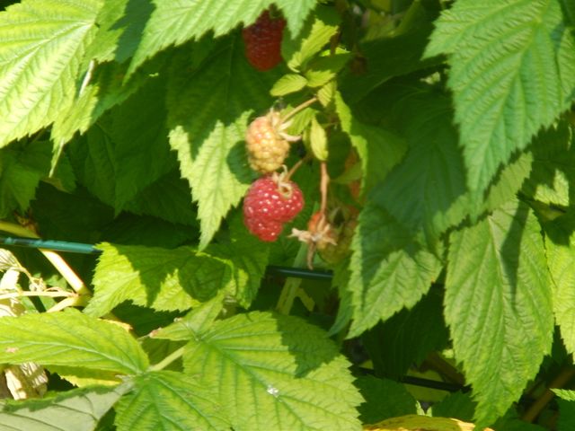 Himbeeren