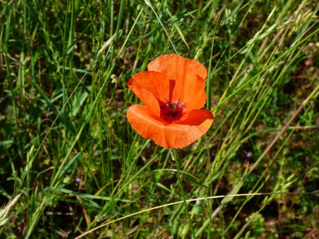 Mohn