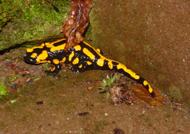 Salamander