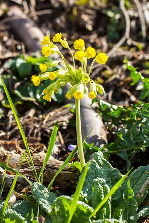 Frühlings Schlüsselblume