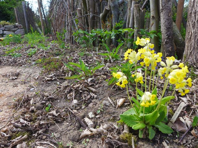 Primula Veris