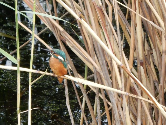 Wasserfläche mit Eisvogel