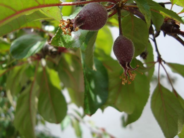 Unser Apfelbaum im Mai