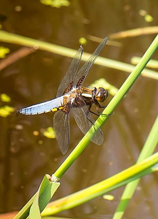 Plattbauch- Libelle