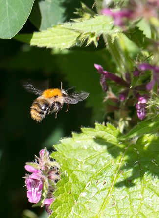 Ackerhummel