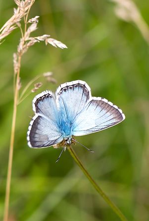 Blauhechel-Bläuling