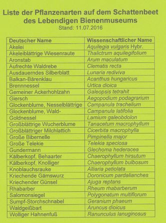 Schattenbeet, Pflanzenliste