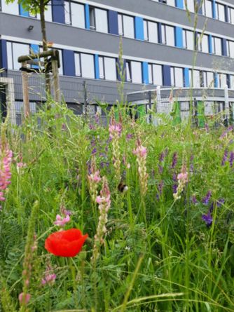 Wildwiese vor dem EAD -Verwaltungsgebäude