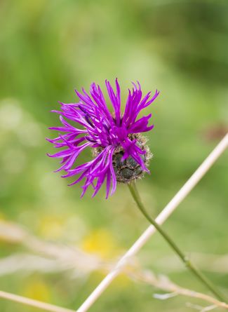 Wiesen-Flockenblume