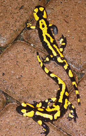 2 Salamander