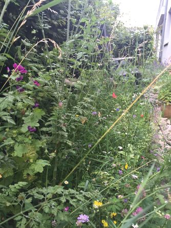 Wilde Ecke - Fülle der Natur