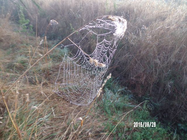 Spinnennetz im Morgennebel