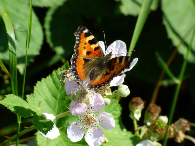 Schmetterling