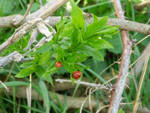 Marienkäfer