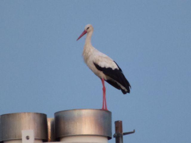 Storch