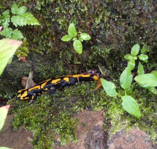 Salamander