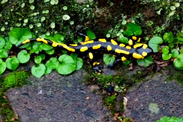 Salamander