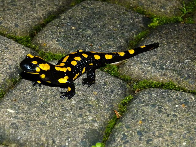 Salamander