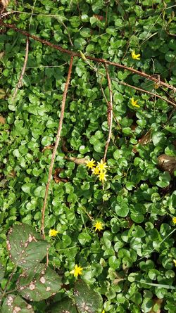 wilde Ecke im ersten Frühlingsonnenschein