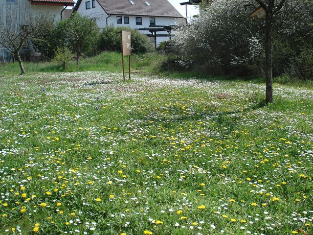 Blumenwiese im April