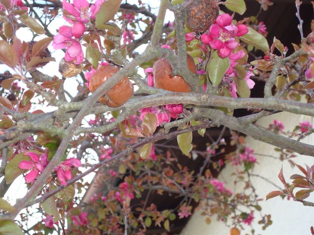 Unser Apfelbaum im April