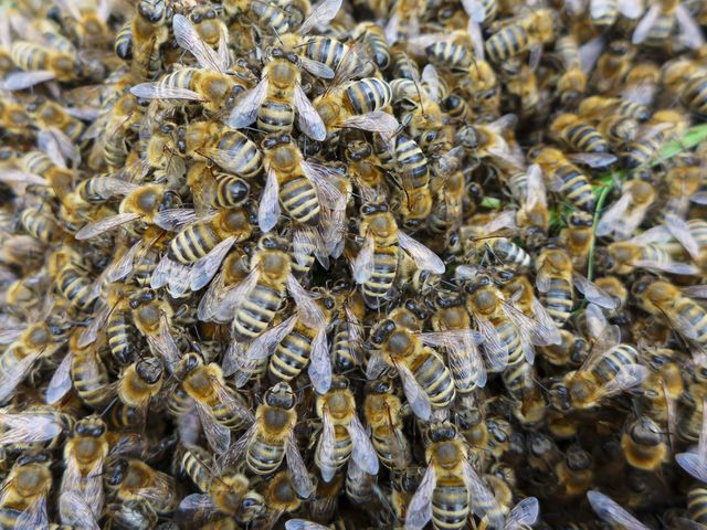 Bienenvolk auf der Suche nach einer neuen Heimat