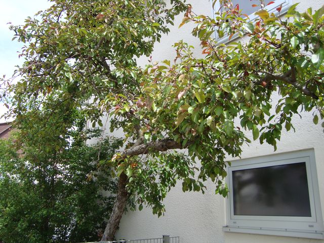 Unser Apfelbaum im Mai