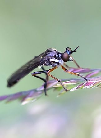 Schwarze Soldentenfliege