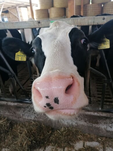 Unterwegs im Kuhstall mit den Landfrauen auf dem Seehof Lorsch © ifok GmbH