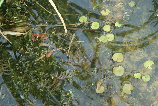 wilder Teich mit Wasserpflanzen