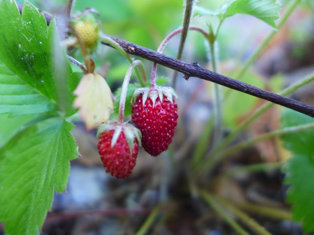 Walderdbeeren