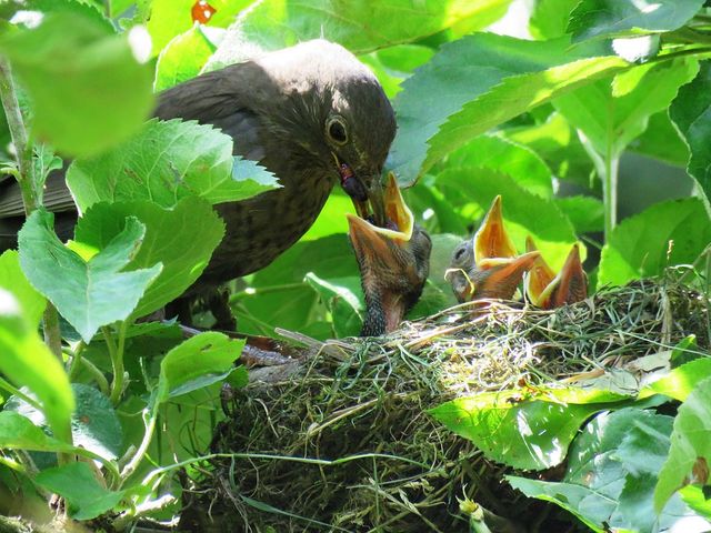 Amsel 