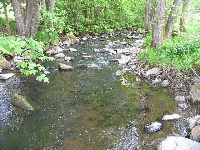 Steinaubach-Unterlauf