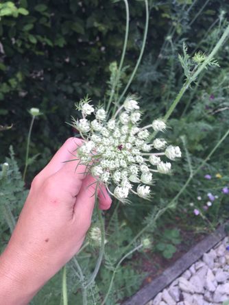 Wilde Ecke - Fülle der Natur. 