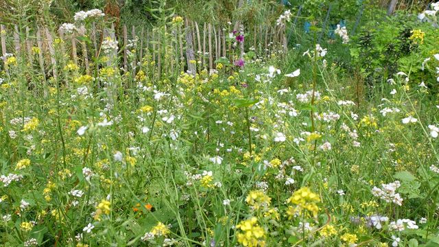 Blumenwiese für (Wild-)Bienen, Hummeln und Schmetterlinge