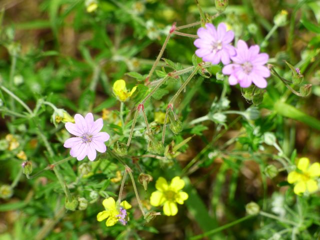 Blumenwiese