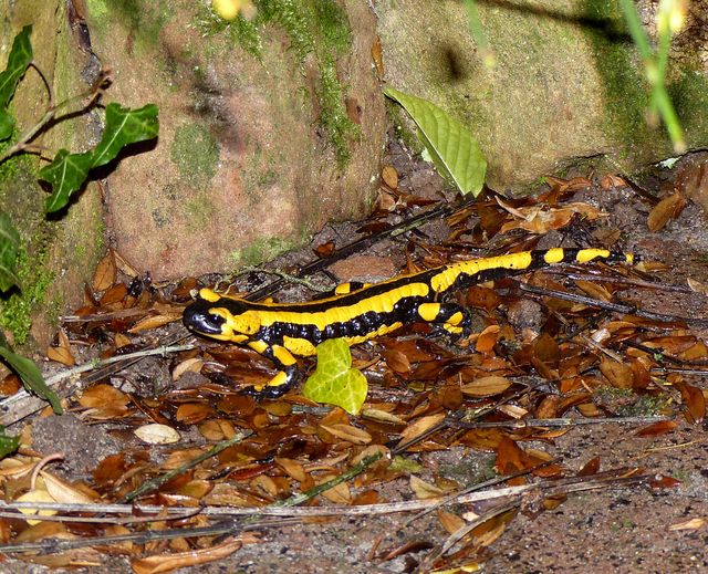 Salamander