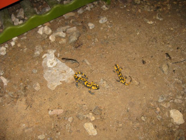 Zwei Feuersalamander und ein Molch