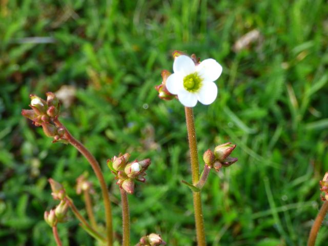 nur die Blüte