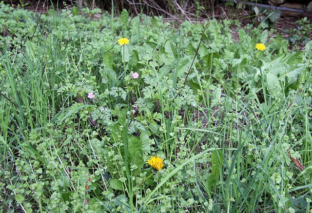 Blütenvielfalt im wilden Garten