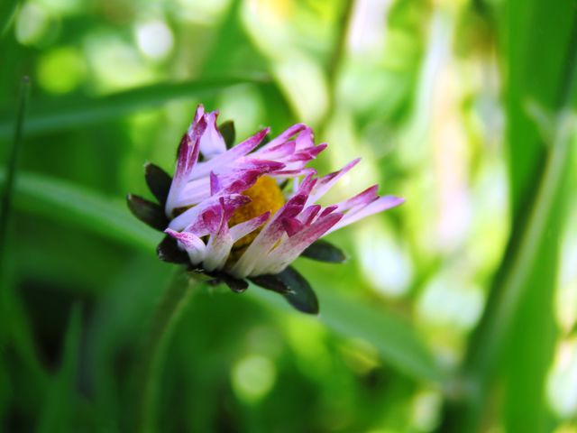 Gänseblümchen