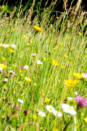 Blumenwiese