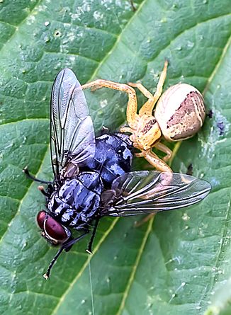 Spinne bei ihrer Mahlzeit