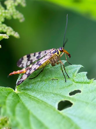 Skorpionfliegenweibchen