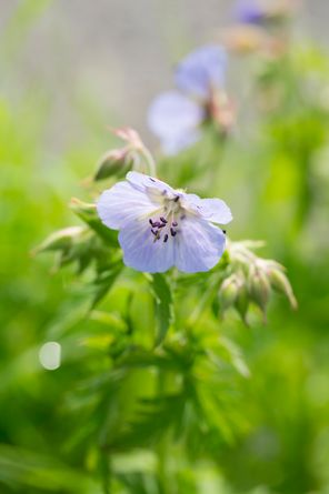 Wiesenstorchschnabel