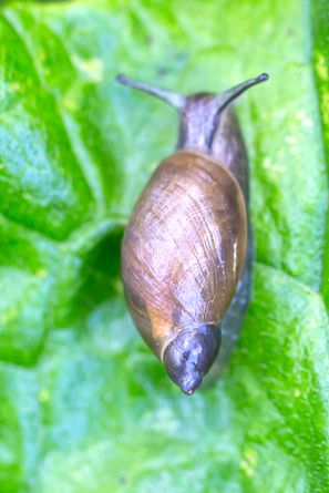 Bernsteinschnecke ?