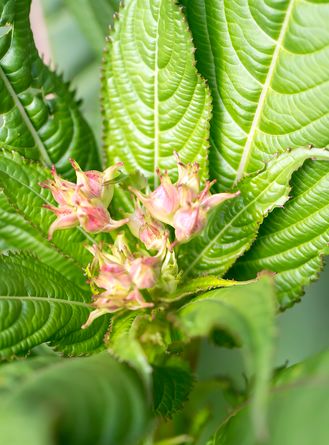 Indisches Springkraut am Anfang der Blüte