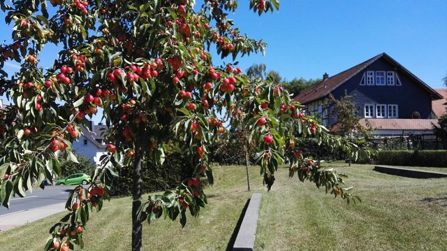 Zierapfelbaum 