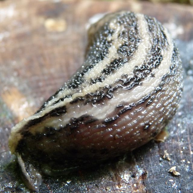 Tigerschnegel von hinten